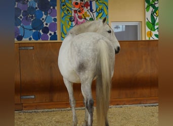 Lusitano, Gelding, 11 years, 16.2 hh, Gray