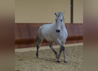 Lusitano, Gelding, 11 years, 16.2 hh, Gray