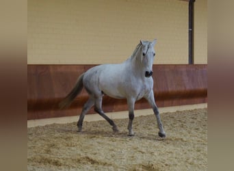 Lusitano, Gelding, 11 years, 16.2 hh, Gray