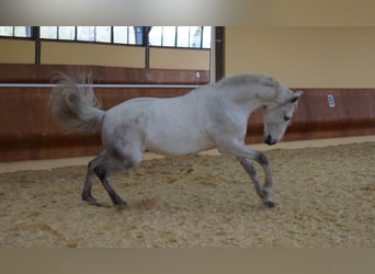 Lusitano, Gelding, 11 years, 16.2 hh, Gray