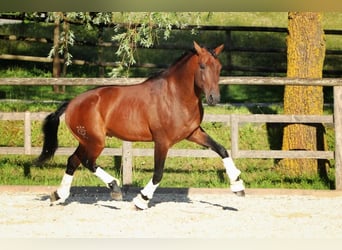 Lusitano, Gelding, 11 years, 16 hh, Brown