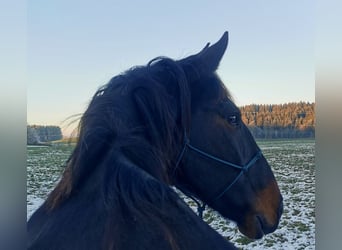 Lusitano Mix, Gelding, 11 years, 16 hh, Brown