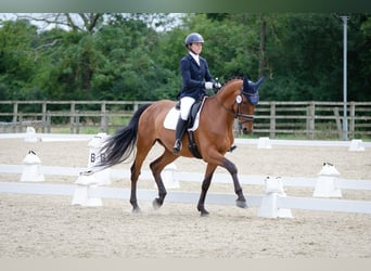 Lusitano, Gelding, 11 years, 16 hh, Brown-Light