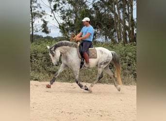 Lusitano, Gelding, 11 years, 16 hh, Grey