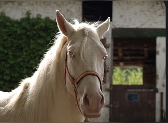 Lusitano, Gelding, 12 years, 15.1 hh, Cremello