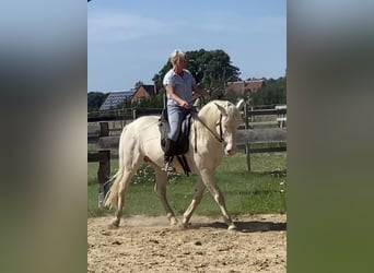 Lusitano, Gelding, 12 years, 15.1 hh, Cremello