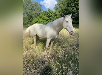 Lusitano, Gelding, 12 years, 15.1 hh, Cremello