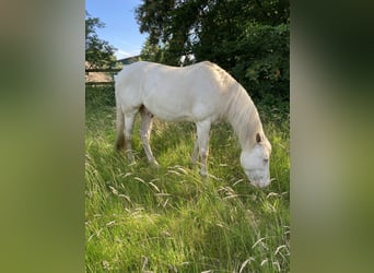 Lusitano, Gelding, 12 years, 15.1 hh, Cremello
