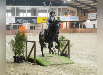 Lusitano, Gelding, 12 years, 15.2 hh, Bay-Dark