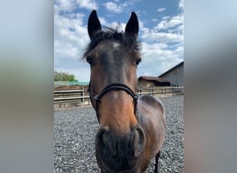 Lusitano, Gelding, 12 years, 15 hh, Bay-Dark