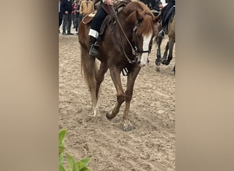 Lusitano, Gelding, 12 years, 15 hh, Chestnut-Red
