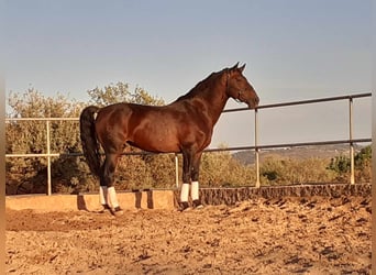 Lusitano, Gelding, 12 years, 16,2 hh, Brown