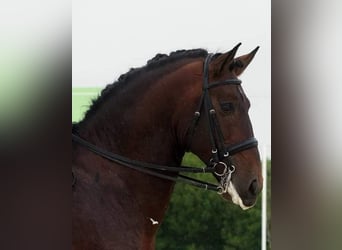 Lusitano, Gelding, 12 years, 16,2 hh, Brown