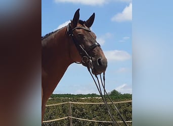 Lusitano, Gelding, 12 years, 16,2 hh, Brown