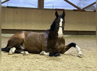 Lusitano, Gelding, 12 years, 16,2 hh, Brown