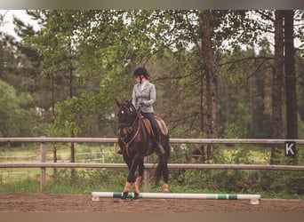 Lusitano, Gelding, 12 years, 16 hh, Black