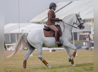 Lusitano, Gelding, 12 years, 16 hh, Grey-Fleabitten