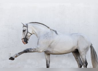 Lusitano, Gelding, 12 years, 16 hh, Grey-Fleabitten