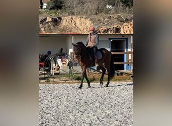 Lusitano, Gelding, 12 years, 16,2 hh, Bay-Dark