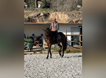 Lusitano, Gelding, 12 years, 16,2 hh, Bay-Dark