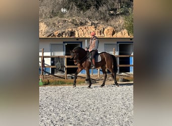 Lusitano, Gelding, 12 years, 16,2 hh, Bay-Dark