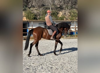 Lusitano, Gelding, 12 years, 16,2 hh, Bay-Dark