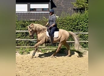 Lusitano, Gelding, 12 years, 17 hh, Palomino