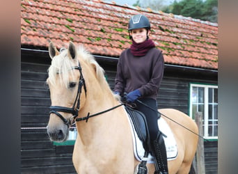 Lusitano Mix, Gelding, 13 years, 14.2 hh, Palomino