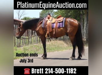 Lusitano, Gelding, 13 years, 15 hh, Bay