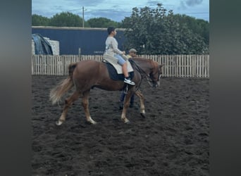 Lusitano, Gelding, 13 years, 15 hh, Chestnut-Red