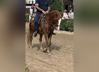 Lusitano, Gelding, 13 years, 15 hh, Chestnut-Red