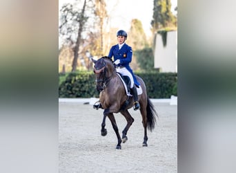 Lusitano, Gelding, 13 years, 15,2 hh, Black