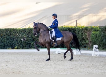 Lusitano, Gelding, 13 years, 15,2 hh, Black