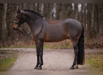 Lusitano, Gelding, 13 years, 16 hh, Bay-Dark