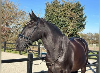 Lusitano, Gelding, 13 years, 16 hh