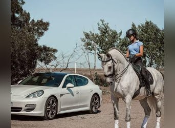 Lusitano Mix, Gelding, 13 years, 16,1 hh, Grey