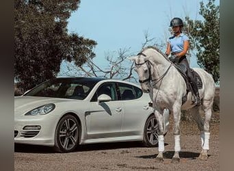 Lusitano Mix, Gelding, 13 years, 16,1 hh, Grey