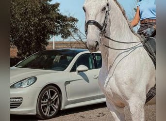 Lusitano Mix, Gelding, 13 years, 16,1 hh, Grey