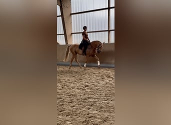 Lusitano, Gelding, 13 years, 16,1 hh, Palomino