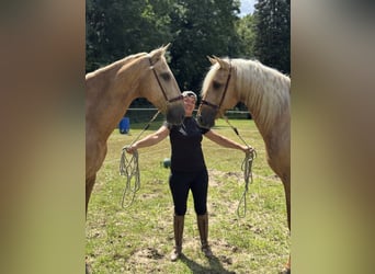 Lusitano, Gelding, 13 years, 16,1 hh, Palomino