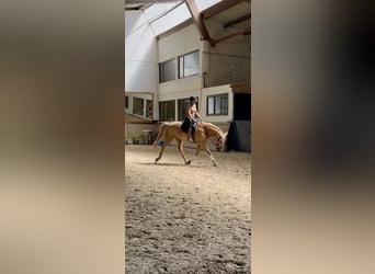 Lusitano, Gelding, 13 years, 16,1 hh, Palomino