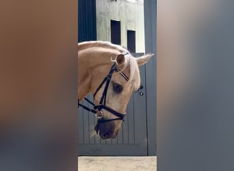Lusitano, Gelding, 13 years, 16,1 hh, Palomino