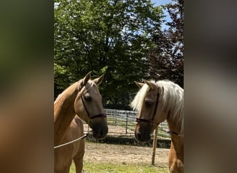 Lusitano, Gelding, 13 years, 16,1 hh, Palomino