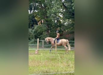 Lusitano, Gelding, 13 years, 16,1 hh, Palomino