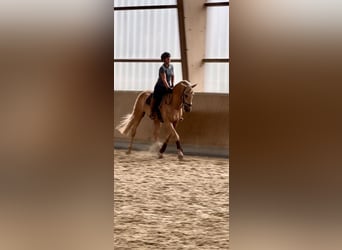 Lusitano, Gelding, 13 years, 16,1 hh, Palomino