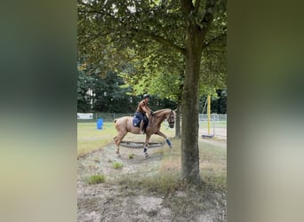 Lusitano, Gelding, 13 years, 16,1 hh, Palomino