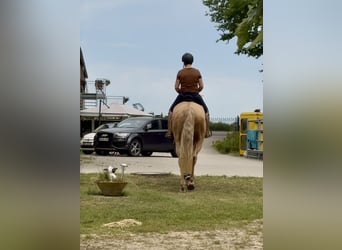 Lusitano, Gelding, 13 years, 16,1 hh, Palomino