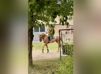 Lusitano, Gelding, 13 years, 16,1 hh, Palomino
