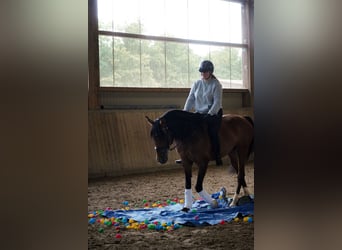 Lusitano, Gelding, 14 years, 15,1 hh, Brown