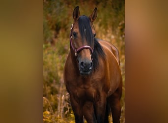 Lusitano, Gelding, 14 years, 15,1 hh, Brown